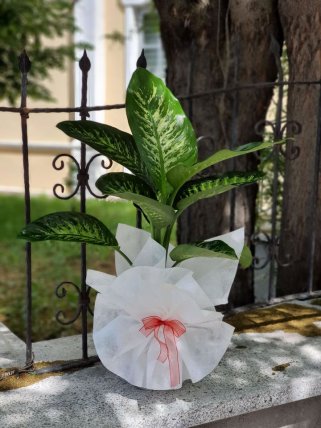 Orta Boy Difenbahia Tropic Çiçeğ