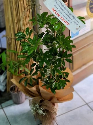 İkili Scheflera Bitkisi