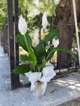 Bilecik Çiçekçi Orta Boy Spathiphyllum Çiçeği